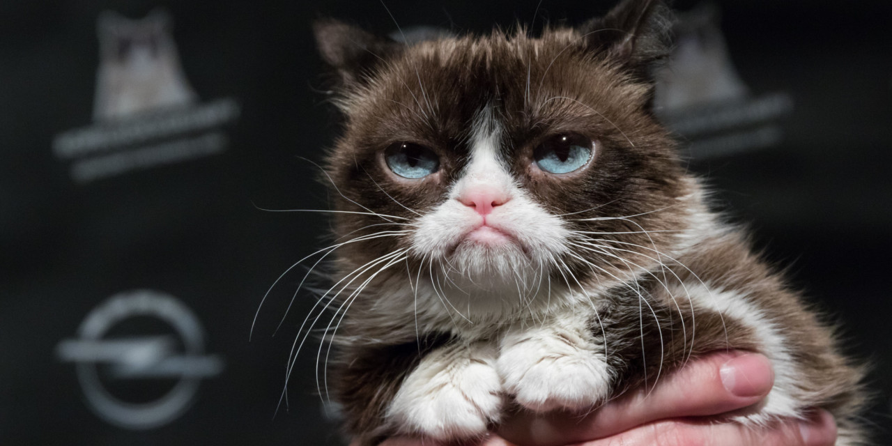 Grumpy Cat odwiedza wernisaż z okazji premiery kalendarza Opla na rok 2017