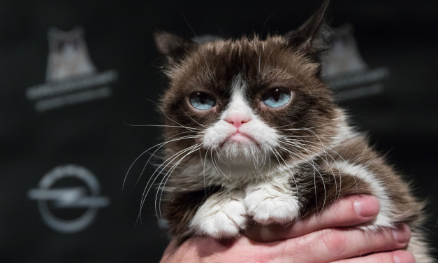 Grumpy Cat odwiedza wernisaż z okazji premiery kalendarza Opla na rok 2017