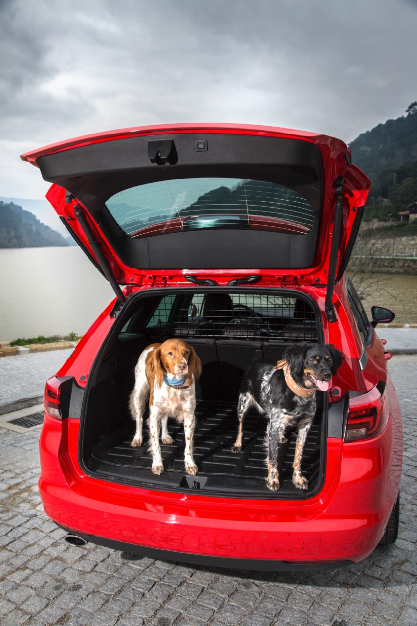 Psy, bagażnik Opel Astra K SportsTourer