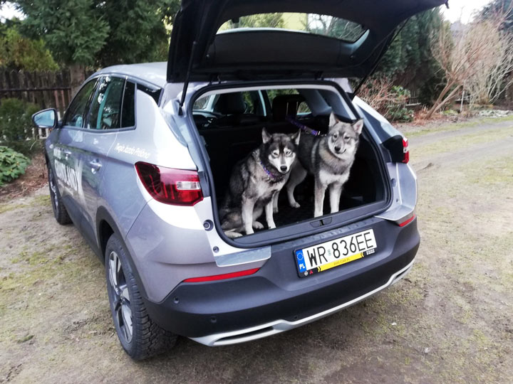 Rasowe psy w bagażniku Opel Grandland X