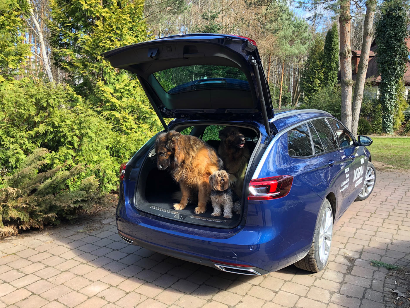 Pies duży i mały w bagażniku samochodu kombi
