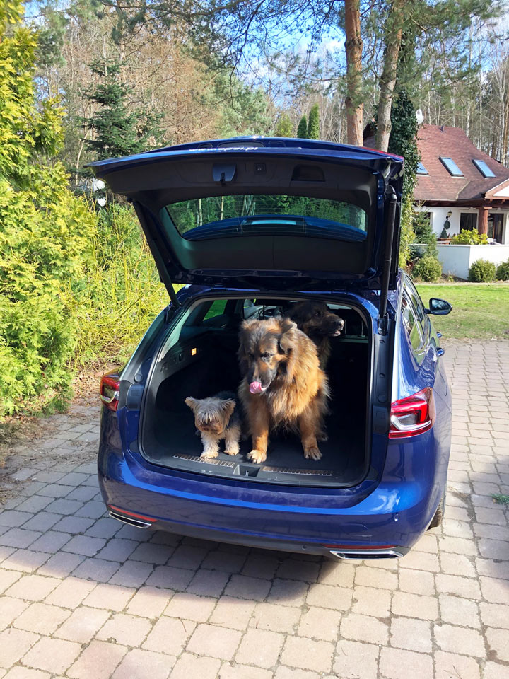 Szczeniak i dorosły pies w bagażniku samochodu z nadwoziem kombi