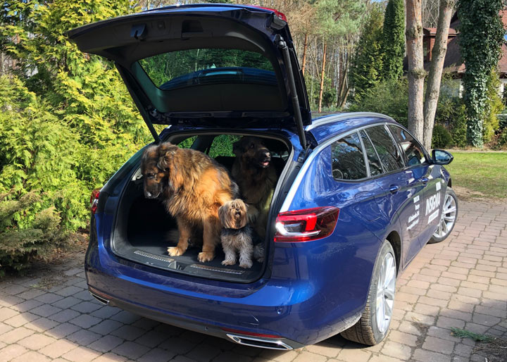 Psy w bagażniku auta kombi